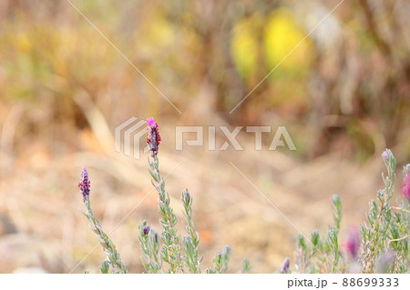 ラベンダーの花 ラベンダーの花 88699333