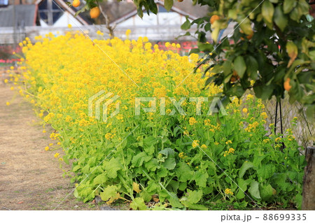 菜の花 88699335