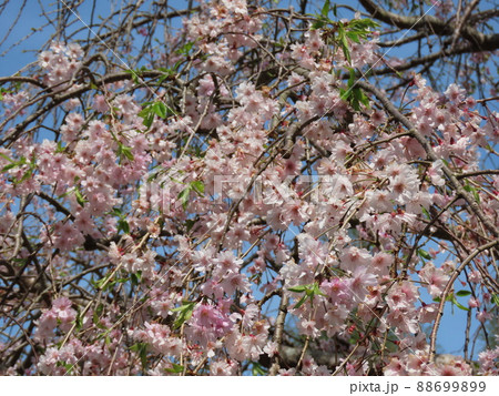 シダレザクラ　Cerasus itosakura ‘Pendula’ Maxim 88699899