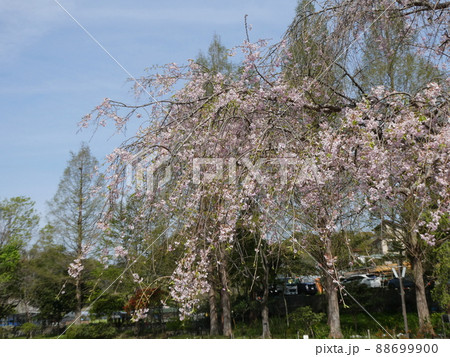 シダレザクラ　Cerasus itosakura ‘Pendula’ Maxim 88699900