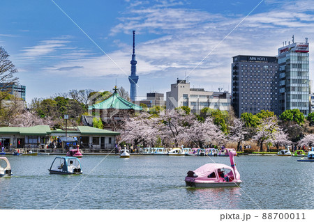 東京都 上野公園 ボート池 満開の桜 東京都 上野公園 ボート池 満開の桜 88700011