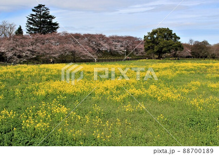 埼玉県幸手市・権現堂桜堤(五分咲きの桜と菜の花) 埼玉県幸手市・権現堂桜堤(五分咲きの桜と菜の花) 88700189