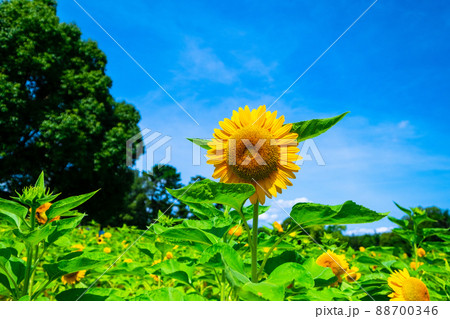 万博公園のひまわり 88700346