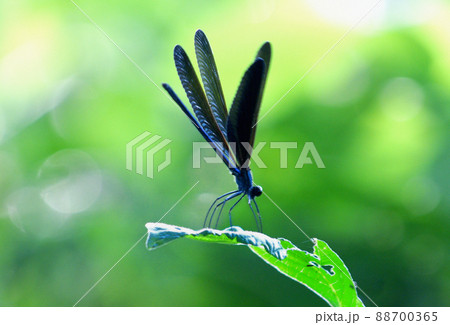 草にとまるハグロトンボ 88700365
