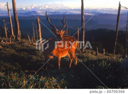 朝日を浴びたエゾジカ 88700366