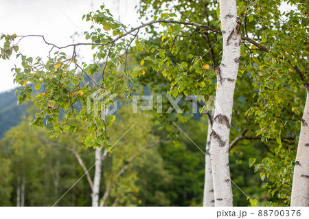 白樺　Birch 88700376