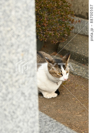 石の裏に座っている野良ネコ 88700507