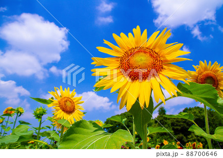 大阪 長居公園のひまわり 88700646