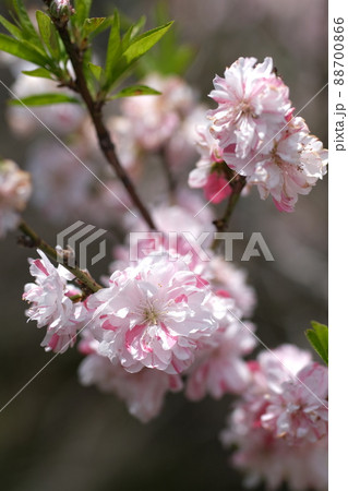 花桃 88700866