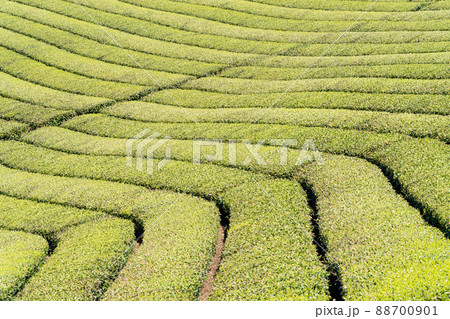 《福岡県》八女茶・茶畑 88700901