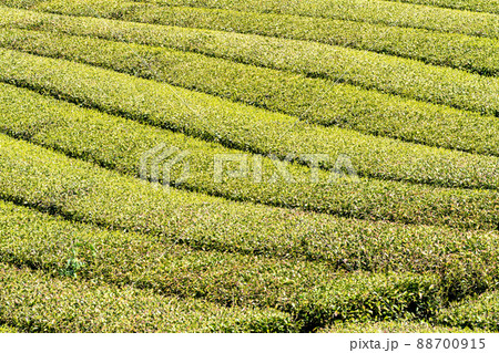 《福岡県》八女茶・茶畑 88700915