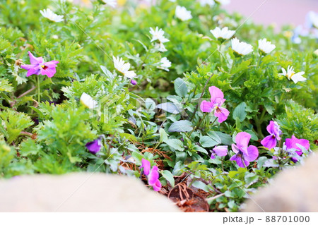 ビオラの花 ビオラの花 88701000