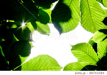The rays of the sun shine through the leaves of a chestnut. The rays of the sun shine through the leaves of a chestnut. 88701084