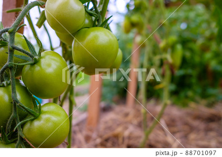 Selective focus on green tomato fruits on the branches in the greenhouse.  88701097