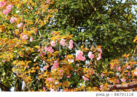 妙正寺山門近くに咲いている八重桜（3） 88701118