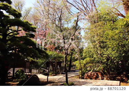 春の妙正寺山門前の参道 春の妙正寺山門前の参道 88701120