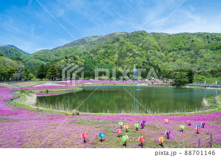 「山梨県」広大な芝桜の美しい風景 88701146