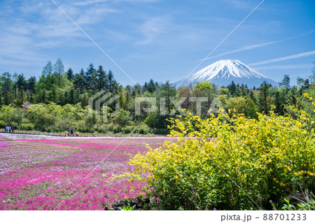「山梨県」富士山と芝桜の美しい風景 88701233