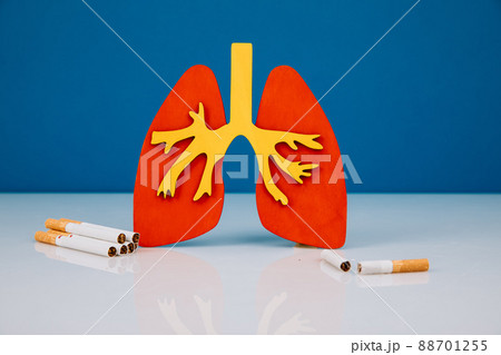 Model of lungs and cigarettes. Health care concept 88701255
