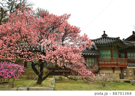 建物 風景 花 88701368