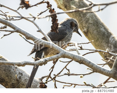 138タワーパークのヒヨドリ 88701480