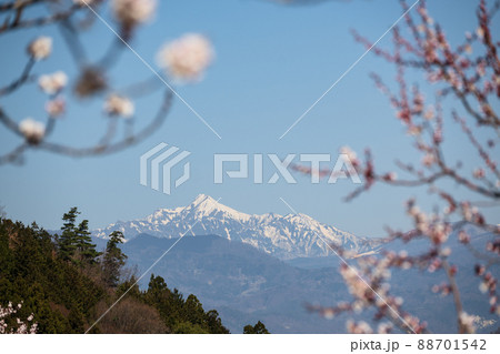 一目10万本のあんずの里 ピンクの花は高妻山を背に 青空に向かって咲き誇る 一目10万本のあんずの里 ピンクの花は高妻山を背に 青空に向かって咲き誇る 88701542