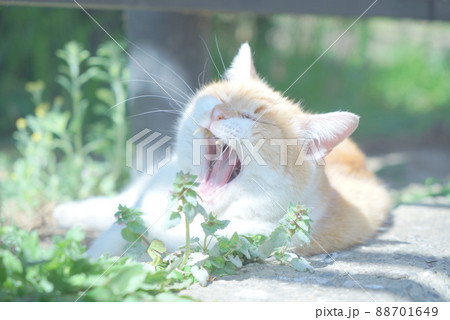 猫のあくび 88701649