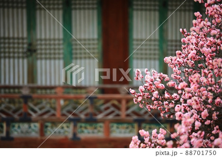 花 春 紅梅 88701750