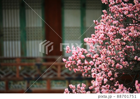 建物 花 紅梅 88701751