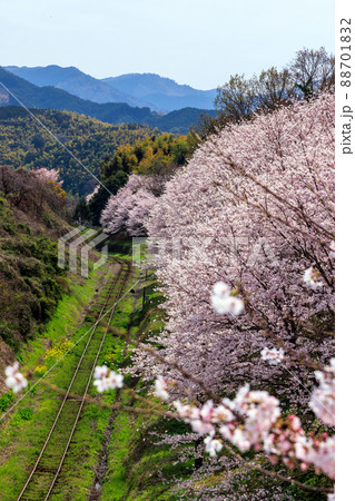 平成筑豊鉄道と桜 88701832