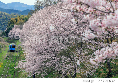 平成筑豊鉄道と桜 平成筑豊鉄道と桜 88701837