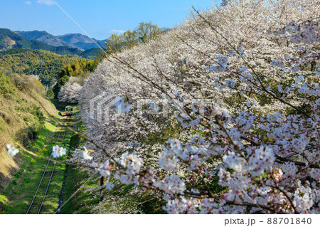 平成筑豊鉄道と桜 平成筑豊鉄道と桜 88701840