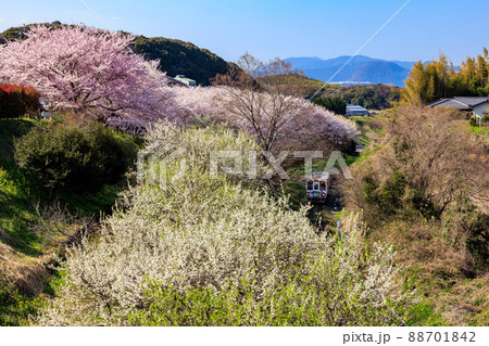 平成筑豊鉄道と桜 88701842