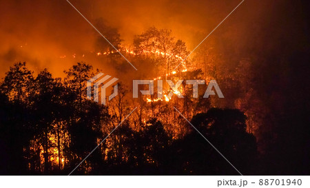 Wildfire disaster in tropical forest caused by human 88701940