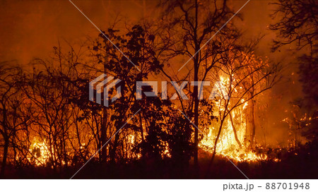 Wildfire disaster in tropical forest caused by human Wildfire disaster in tropical forest caused by human 88701948