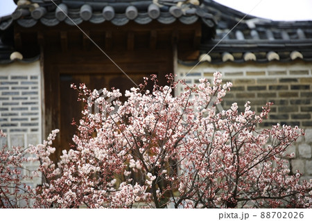 花 春 宮 88702026