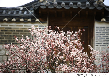 建物 風景 花 88702027