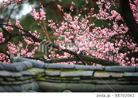 花 紅梅 梅 88702062