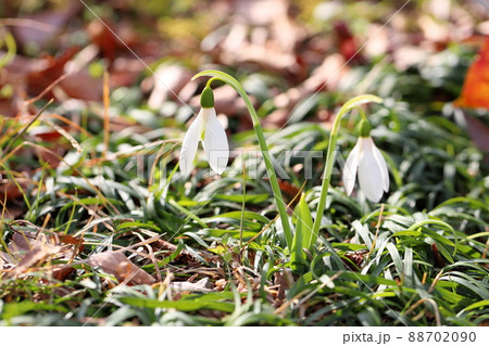 スノードロップの花 スノードロップの花 88702090