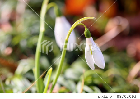 スノードロップの花 88702093