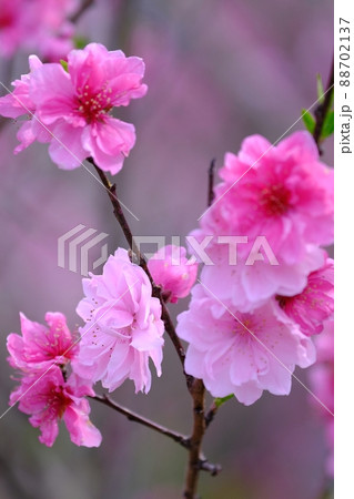 花桃 88702137