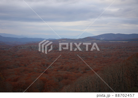 南八甲田猿倉渓流の紅葉(青森県) 南八甲田猿倉渓流の紅葉(青森県) 88702457