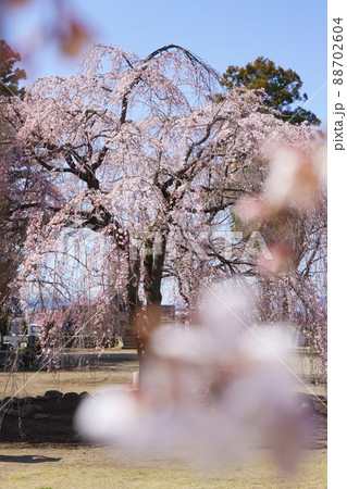 しだれ桜　慈眼寺 88702604
