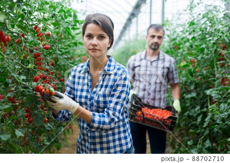 Man helps woman to harvest crop of ripe cherry tomatoes in greenhouse Man helps woman to harvest crop of ripe cherry tomatoes in greenhouse 88702710