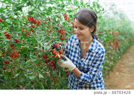 Woman harvesting grape tomatoes in farm glasshouse 88703428
