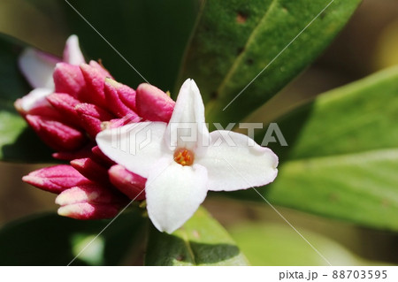 ジンチョウゲ(沈丁花)咲き始め ジンチョウゲ(沈丁花)咲き始め 88703595