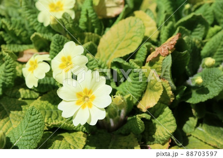 冬から春にかけて咲くプリムラジュリアン 冬から春にかけて咲くプリムラジュリアン 88703597