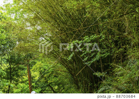 林 森 樹林 88703684