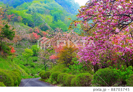 八重桜と新緑のさくらの里 八重桜と新緑のさくらの里 88703745