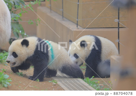 歩き始めるレイレイとシャオシャオ1 88704078